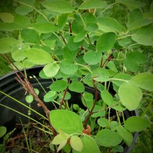 Snowberry, Common (Symphoricarpos albus) Alberta Native