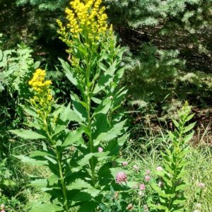 Goldenrod, Giant (Solidago gigantea) Alberta Native