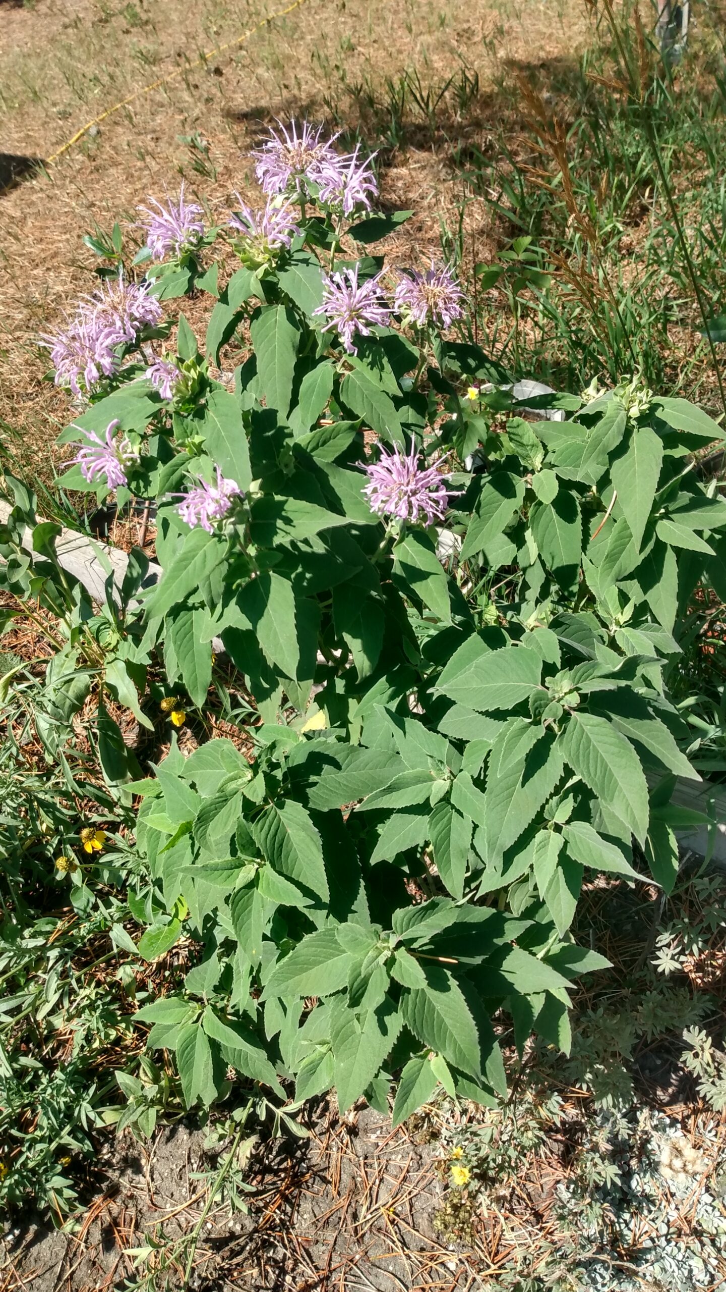 Wild Bergamot (Monarda fistulosa) Alberta Native - Image 4