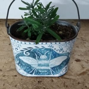 Lavender, Munstead (Lavandula angustifolia) Non Native