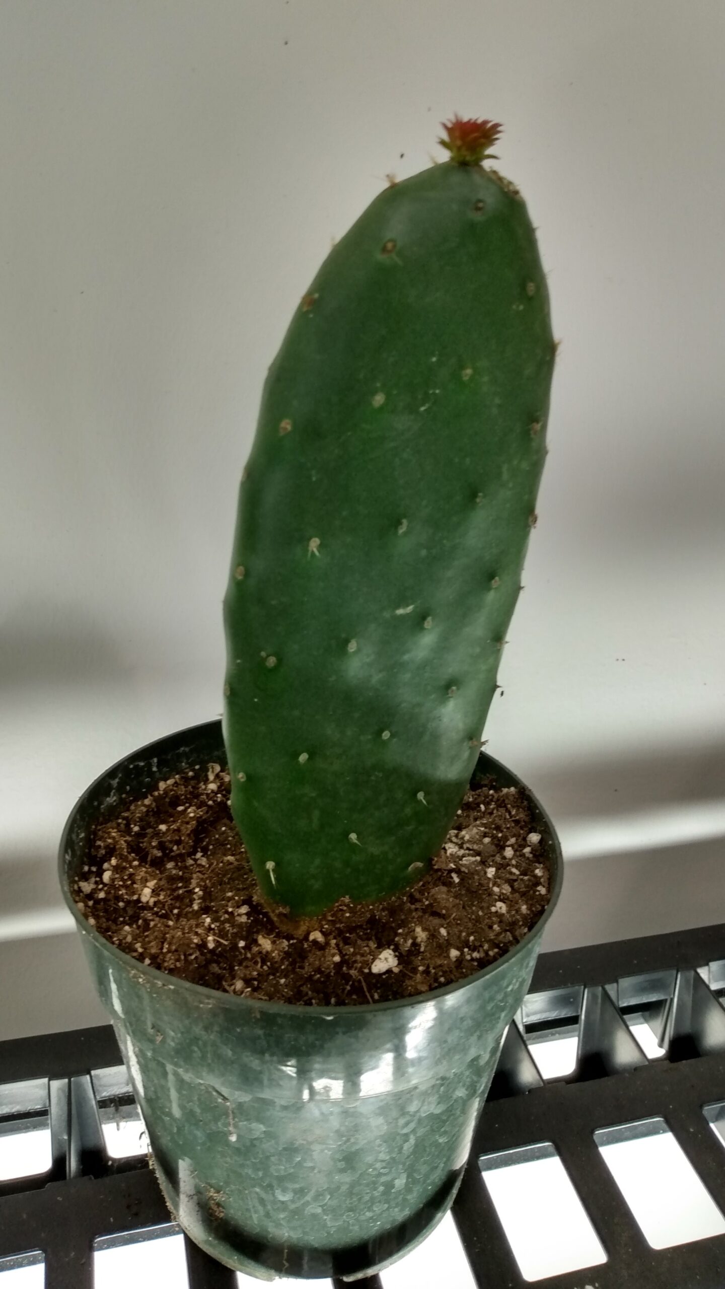Eastern Prickly Pear (Opuntia humifusa) Canada Native