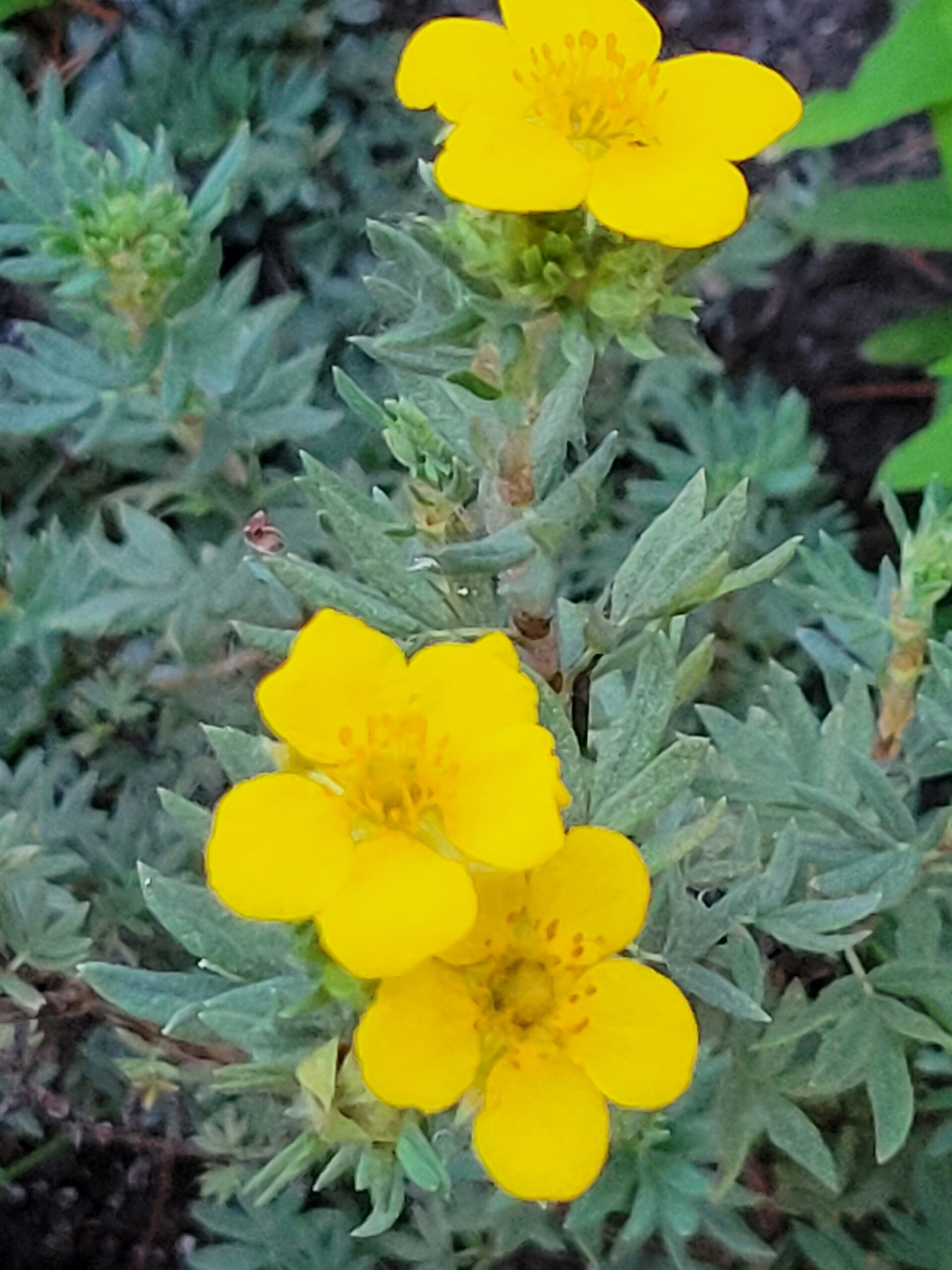 Shrubby Cinquefoil (Dasiphora fruticosa) Alberta Native
