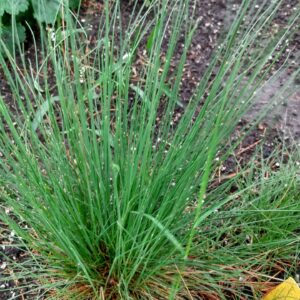 Rocky Mountain Fescue (Festuca saximontana) Alberta Native
