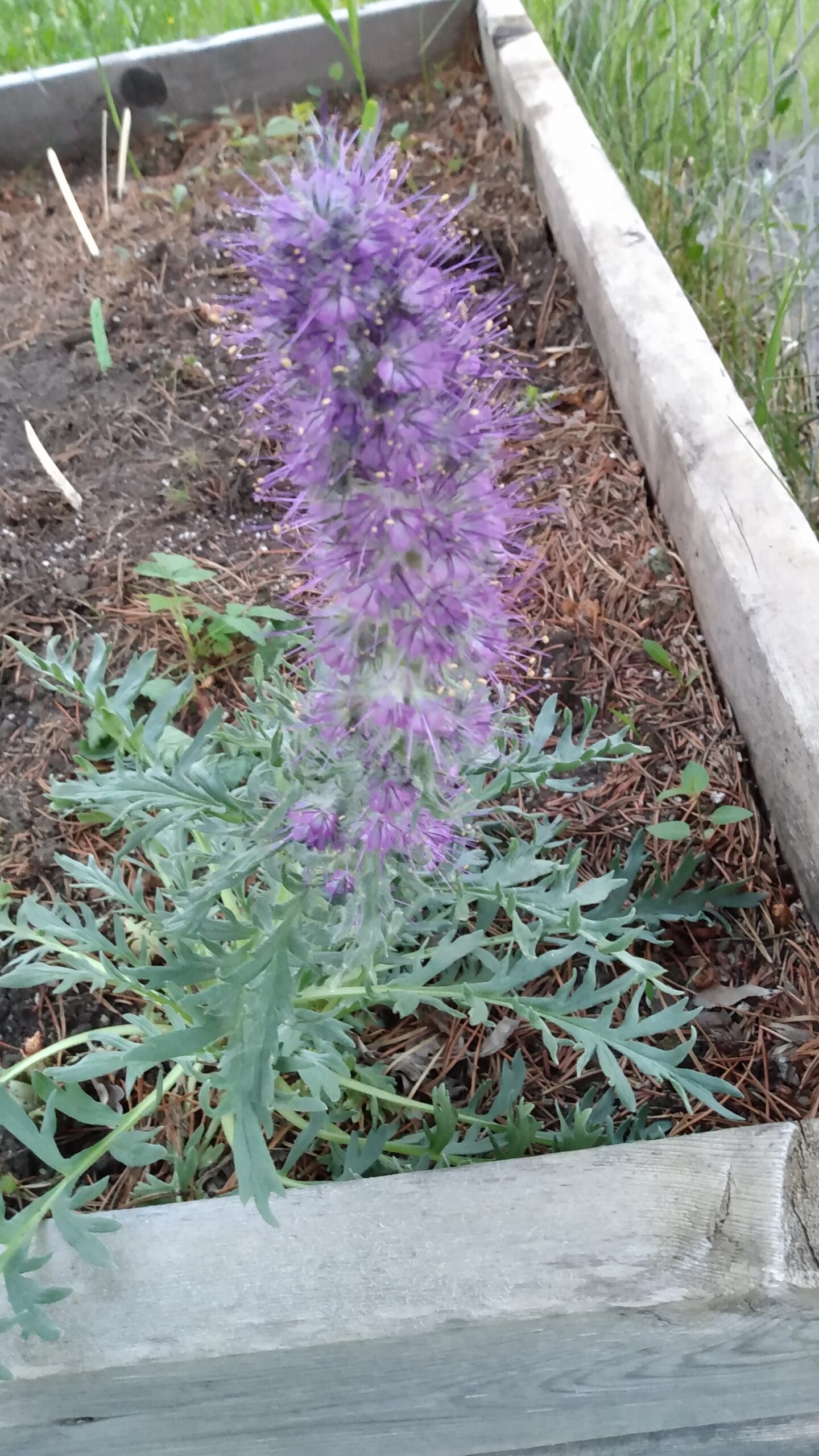 Silky Scorpionweed (Phacelia sericea) Alberta Native
