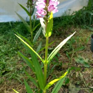 Obedient Plant (Physostegia virginiana) Alberta Native