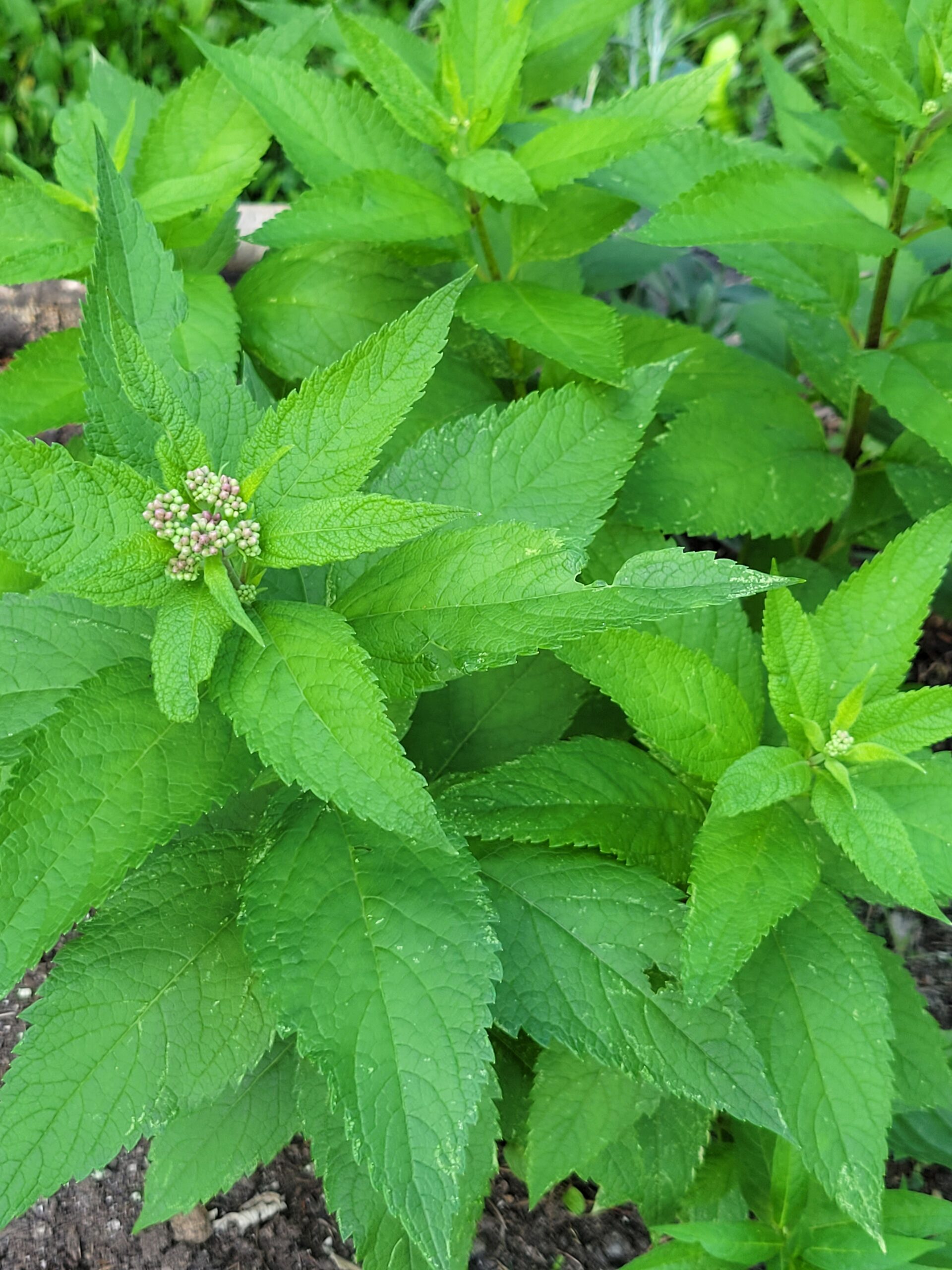 Spotted Joe Pye Weed (Eutrochium maculatum) Alberta Native - Image 2