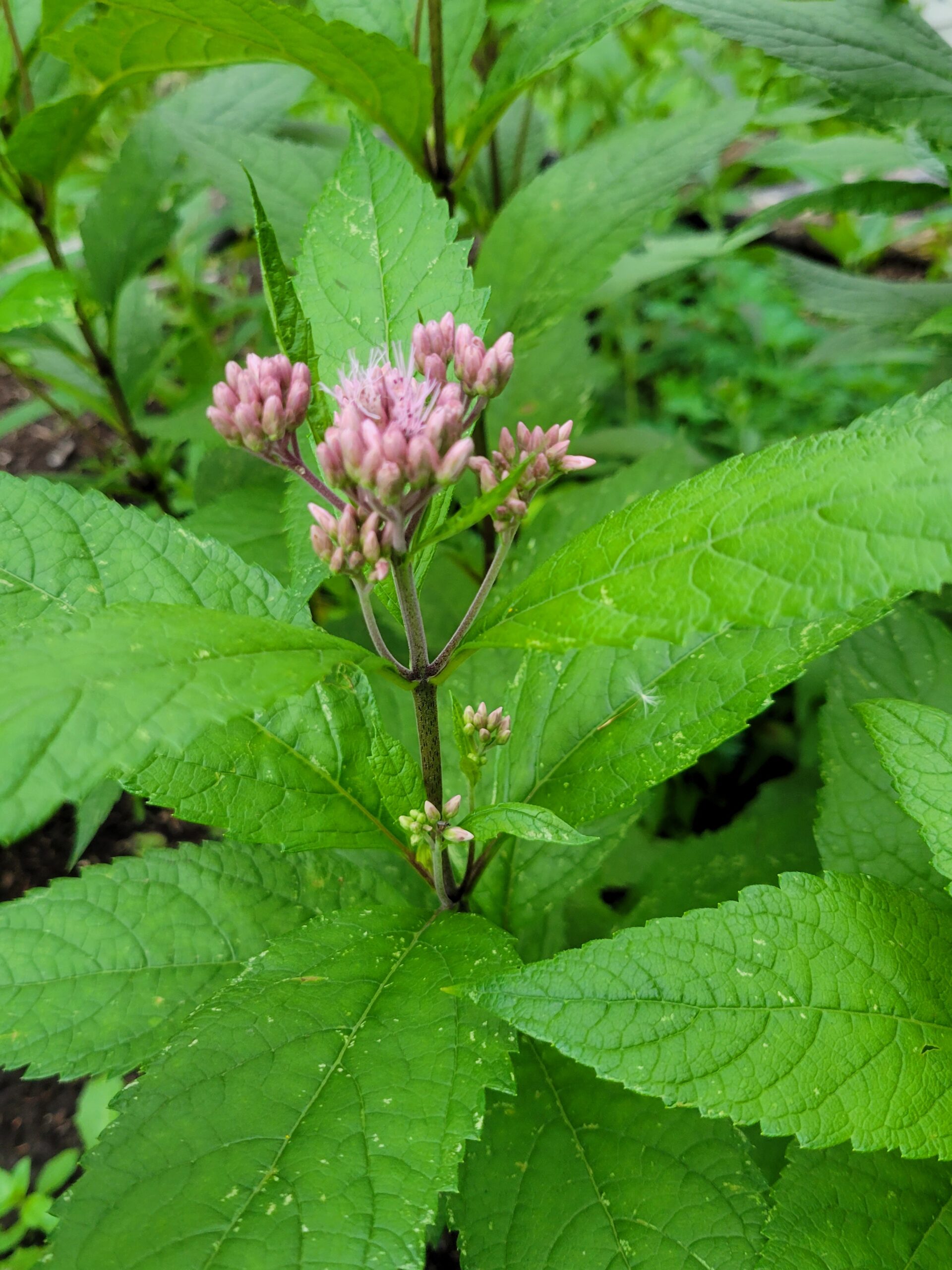 Spotted Joe Pye Weed (Eutrochium maculatum) Alberta Native