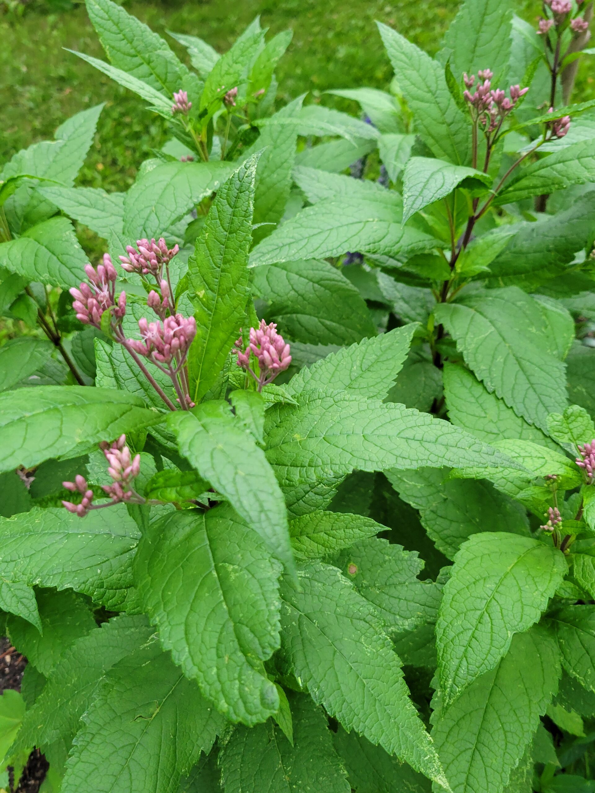 Spotted Joe Pye Weed (Eutrochium maculatum) Alberta Native - Image 3