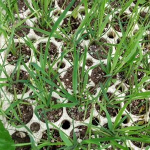 Brome, Fringed (Bromus ciliatus) Alberta Native