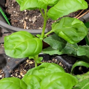 Basil, Gemini (Ocimum basilicum) Non Native