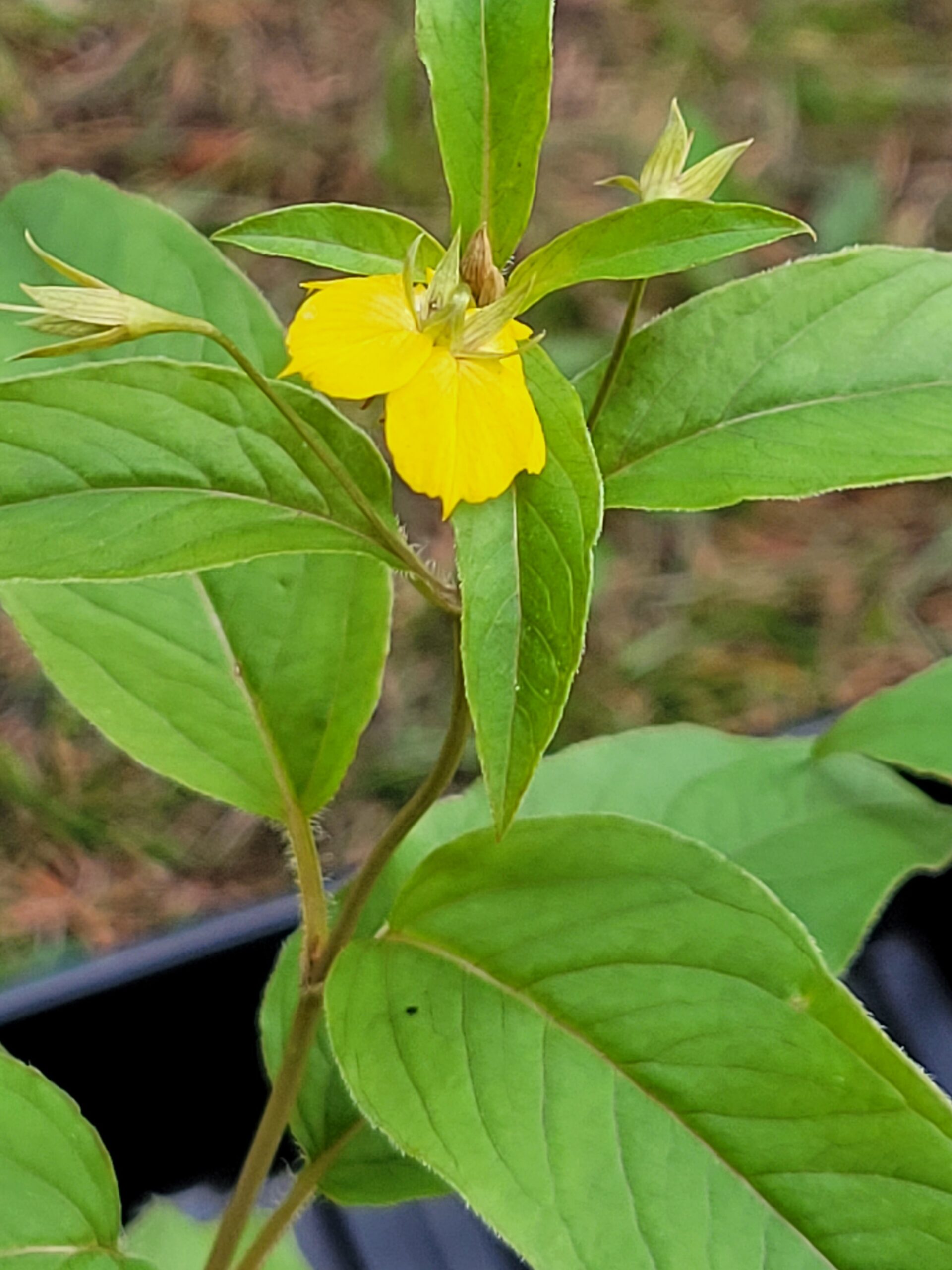 Fringed Loosestrife (Lysimachia ciliata) Alberta Native