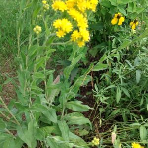 Goldenrod, Stiff (Solidago rigida) Alberta Native
