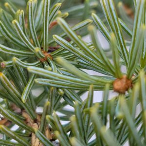 Spruce, White (Picea glauca) Alberta Native