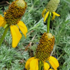 Coneflower, Yellow (Ratibida columnifera) Alberta Native