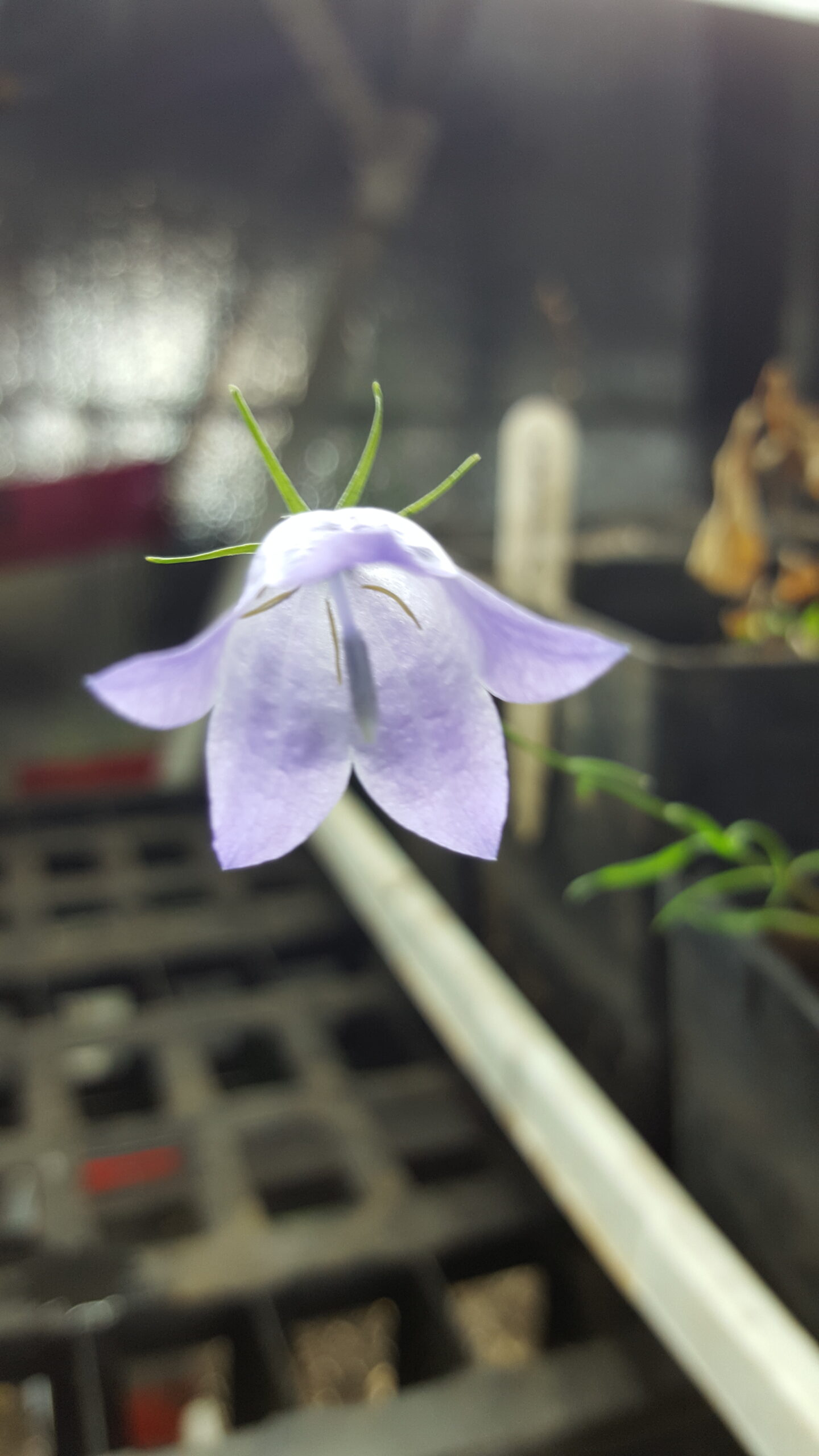 Harebell (Campanula alaskana) Alberta Native - Image 2