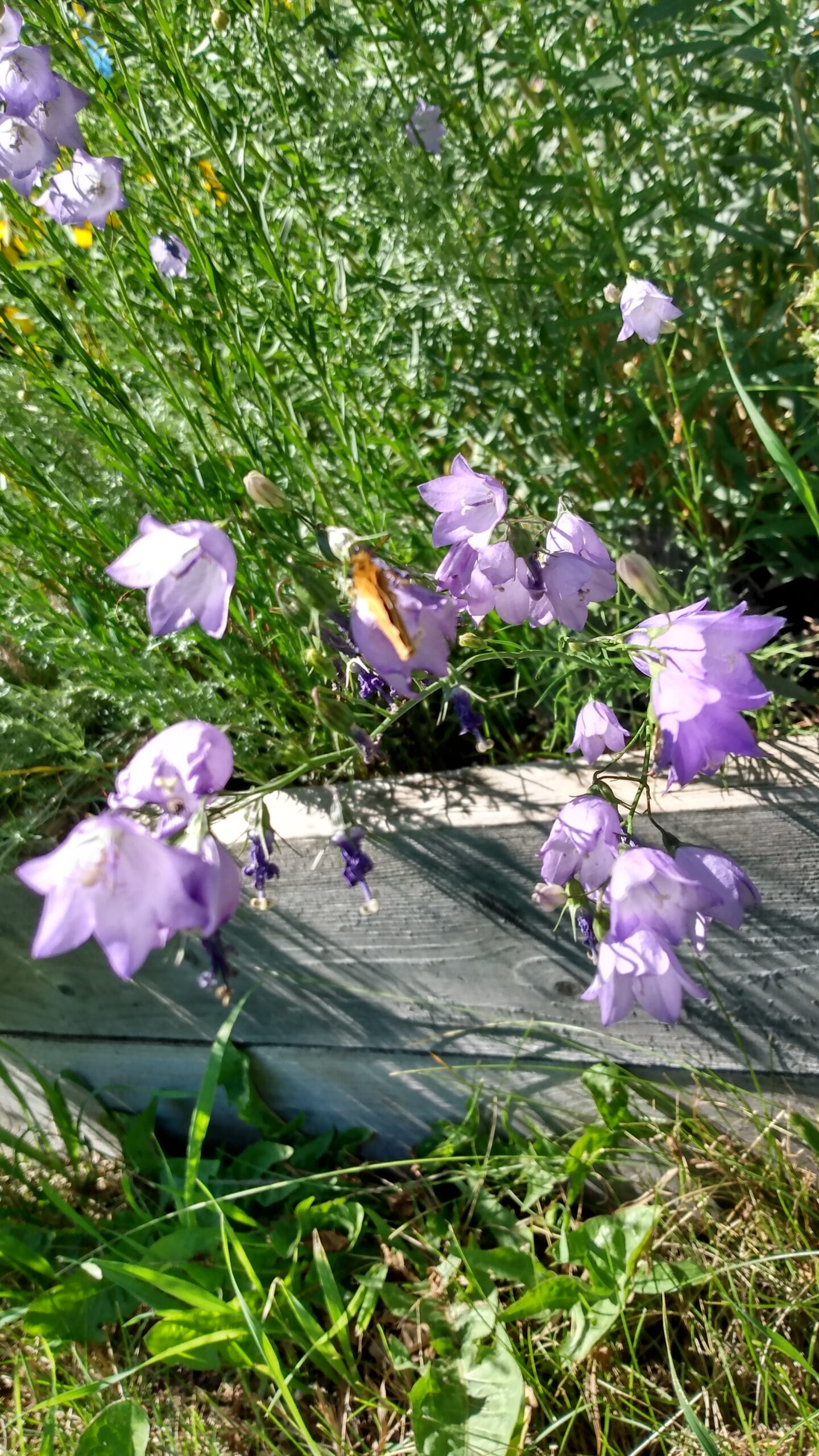 Harebell (Campanula alaskana) Alberta Native - Image 3