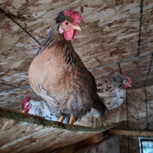 Fowl Language Poultry Tour