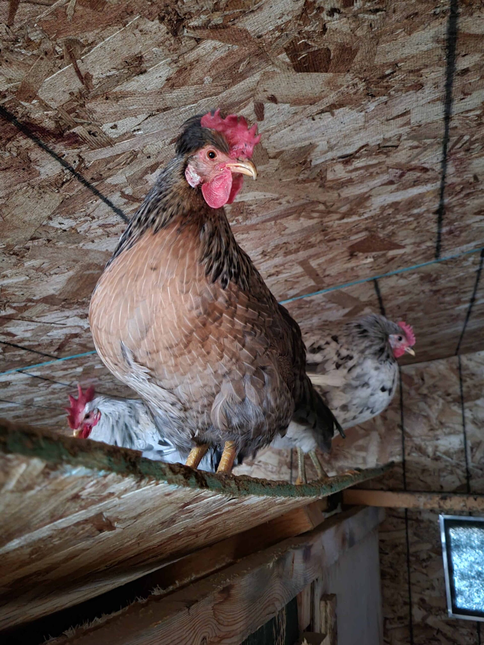 Fowl Language Poultry Tour
