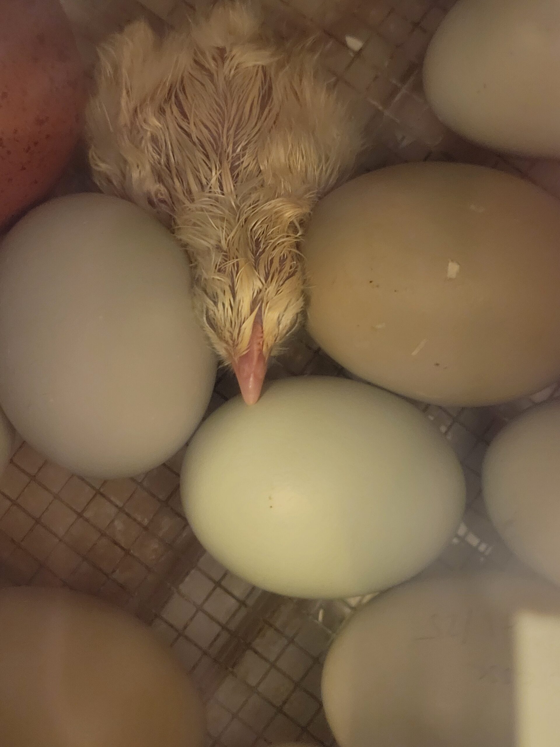 Isbar Chicks - Image 2